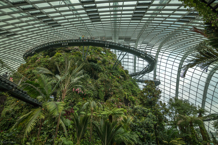 cloud forest