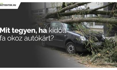 Kidőlt fa által okozott autókár: fizeti a biztosító?